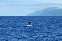 Sperm whale near São Jorge