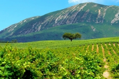 Azeitão Vineyards