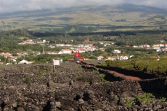 Pico vineyards