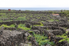 Pico vineyards