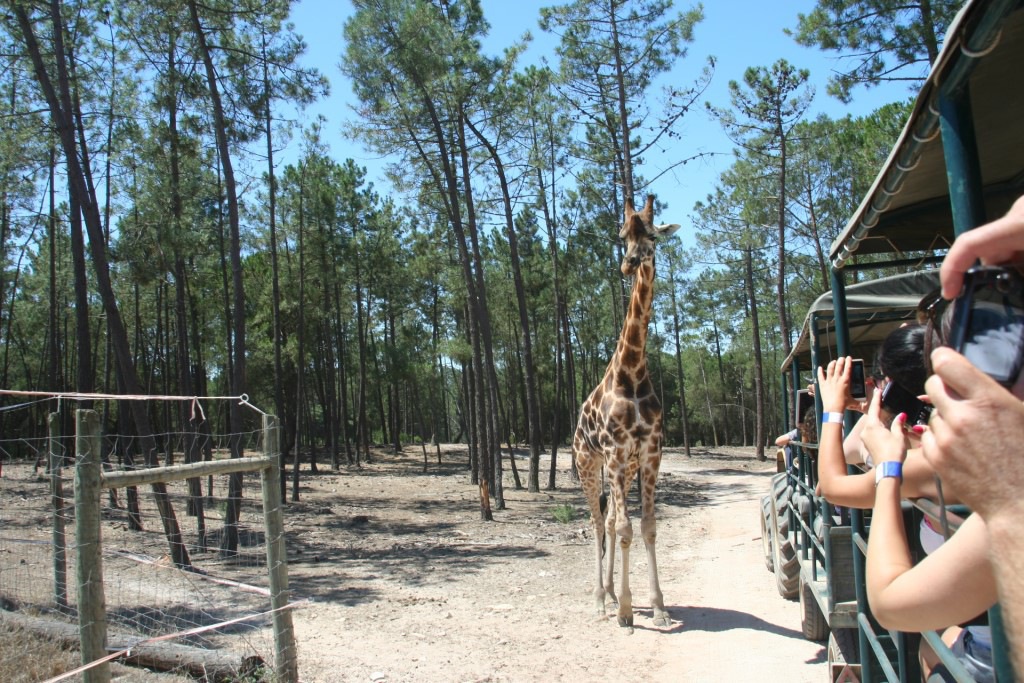 Vida selvagem num safari no Alentejo