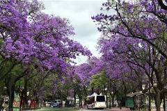 Jacarandás na Primavera de Lisboa