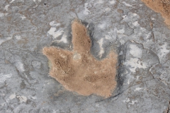 Pegada de dinossauro na Serra dos Candeeiros
