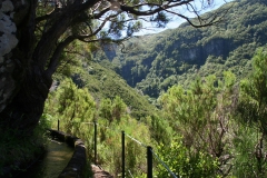 Floresta Laurissilva