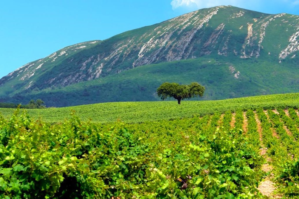 Vinhas em Azeitão